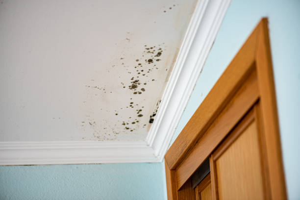 Best Mold Remediation  in Jones, OK