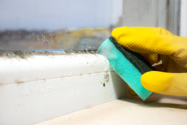 Best Office Mold Removal Services  in Jones, OK