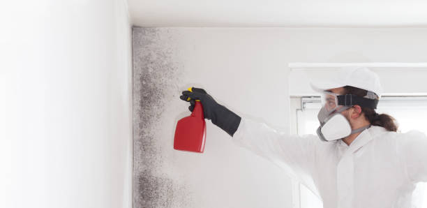 Best Same-Day Mold Removal  in Jones, OK