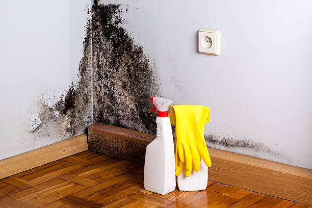 Mold Testing and Removal in Jones, OK